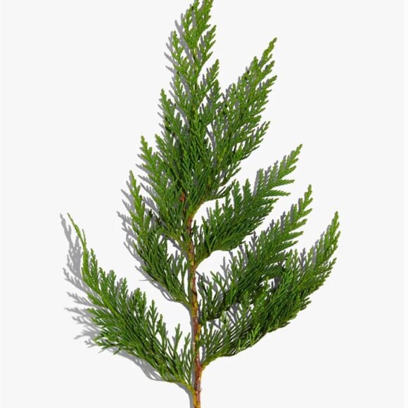 *Beautycounter*  MINI TRAVEL - Clean Deo/Deodorants in Crisp Sequoia x 5 -  NEW! - Picture 3 of 3